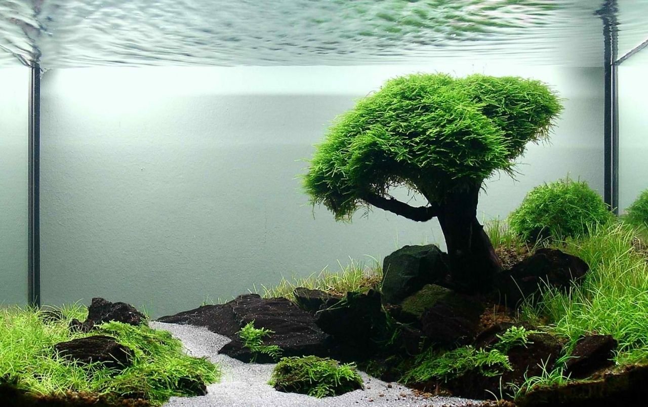 Aquascaping, Bonsai-Baum, Moos, Naturaquarium, Minimalistisch, HD, MacBook-Hintergrundbild