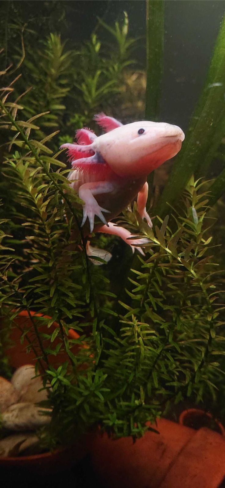 Axolotl, Wasserpflanzen, Rosa, Aquarium, Grün, HD, Handy-Hintergrund im Hochformat