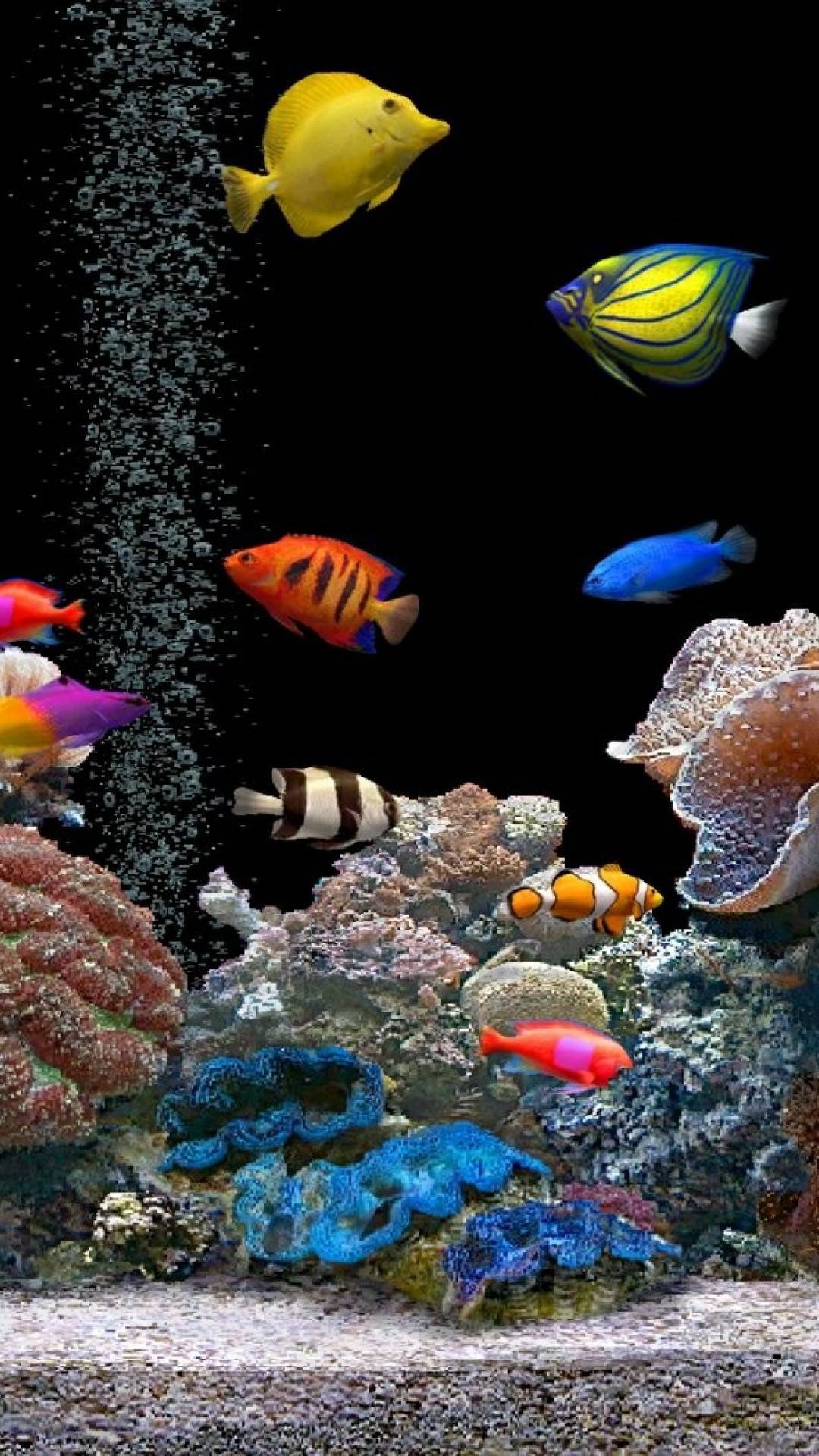 Tropische Fische, Korallen, Luftblasen, Schwarzer Hintergrund, Bunt, Sperrbildschirm fürs iPhone