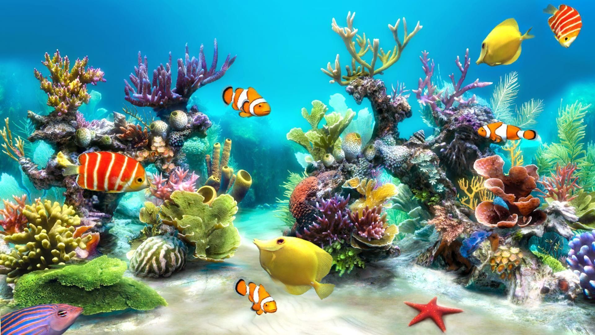 Clownfische, Korallenriff, Seestern, 3D-Grafik, Türkis, Full HD, Desktop-Hintergrund für Windows