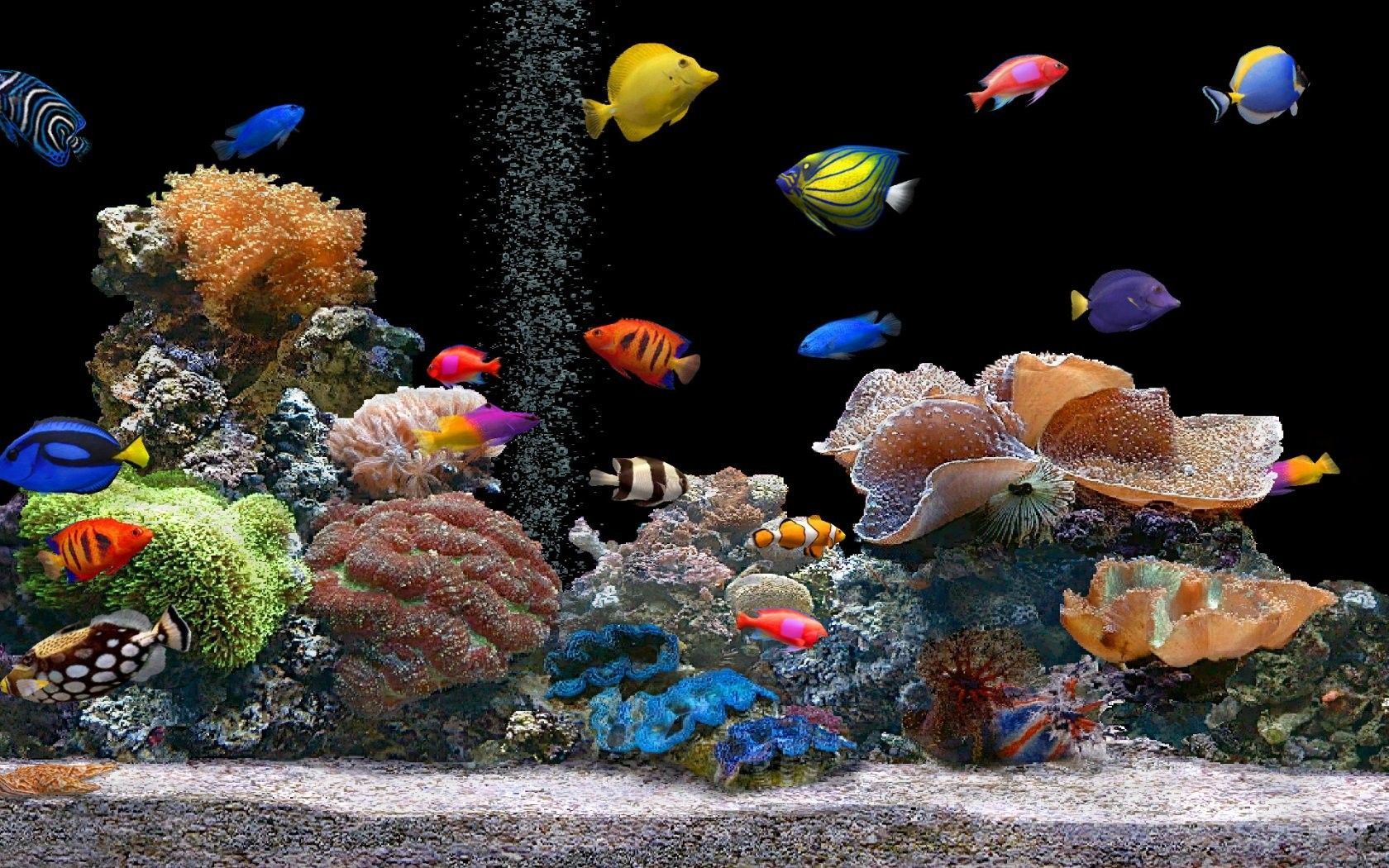 Tropische Fische, Korallen, Meerwasseraquarium, Schwarzer Hintergrund, Bunt, HD Wallpaper