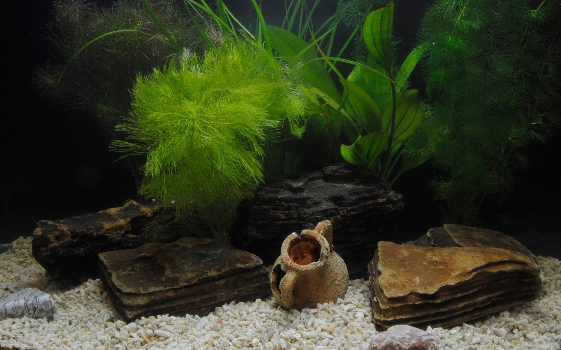 Aquariumdekoration, Steine, Amphore, Wasserpflanzen, Kies, Full HD, Laptop-Hintergrundbild