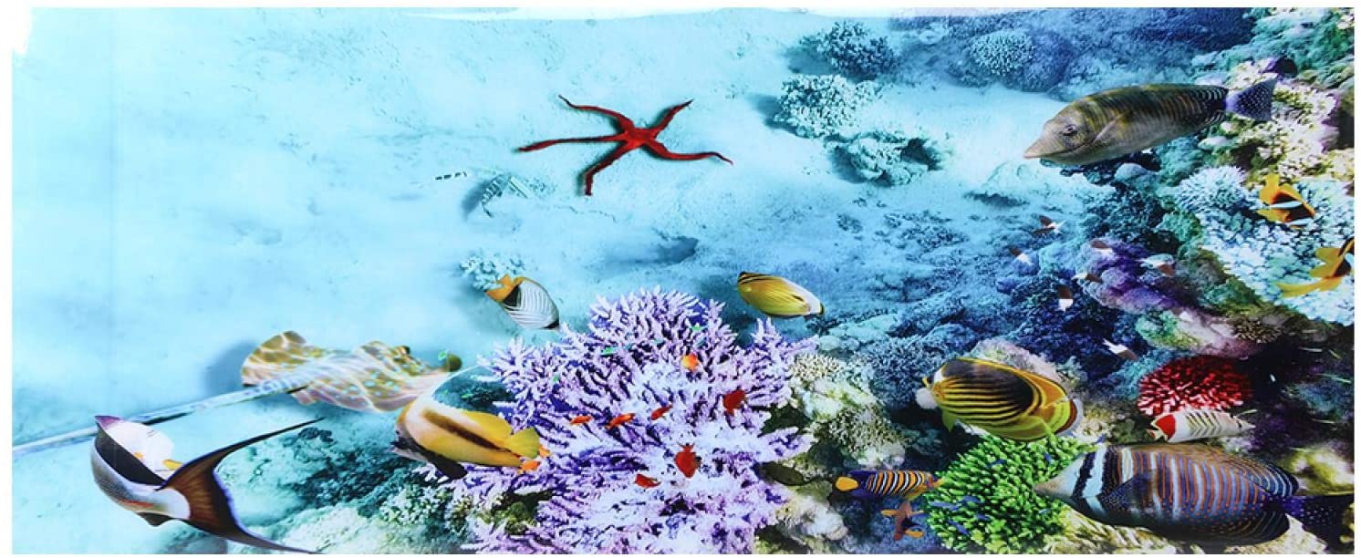 Seestern, Korallenriff, Tropische Fische, Unterwasser, Panorama, HD, Windows-Hintergrundbild