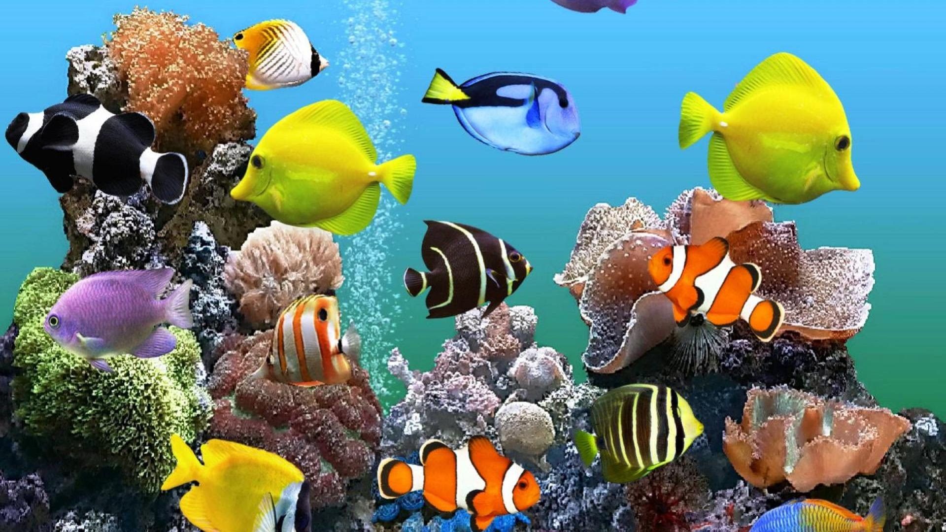 Clownfische, Doktorfische, Paletten-Doktorfisch, Korallen, 3D-Grafik, Gelb, Full HD, Desktop-Hintergrund