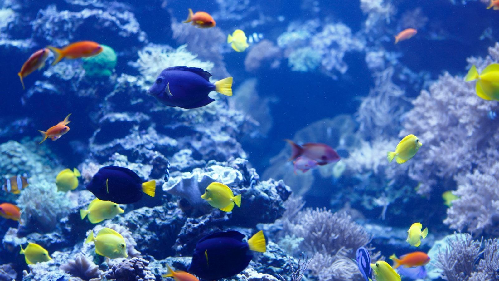 Paletten-Doktorfische, Gelbe Doktorfische, Korallenriff, Unterwasser, Blau, HD, Breitbild-Hintergrundbild