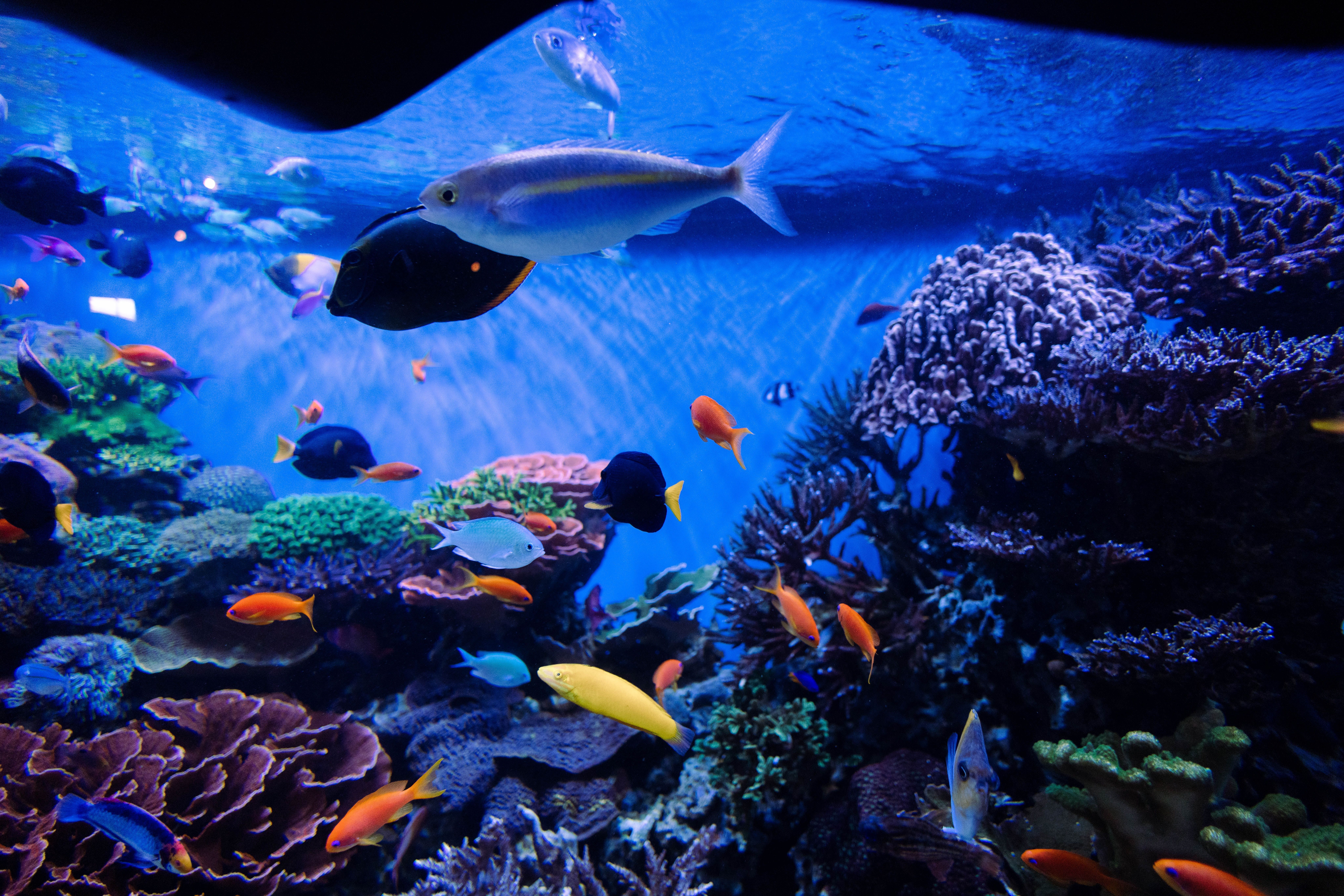 Korallenriff, Tropische Fische, Großaquarium, Unterwasser, Dunkelblau, 8K, PC-Hintergrundbild