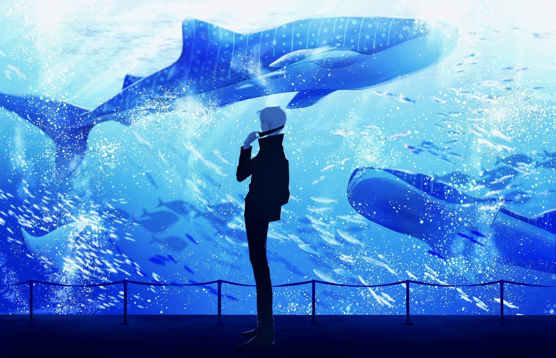 Walhaie, Großaquarium, Silhouette, Besucher, Blau, Full HD, Desktop-Hintergrund für Windows