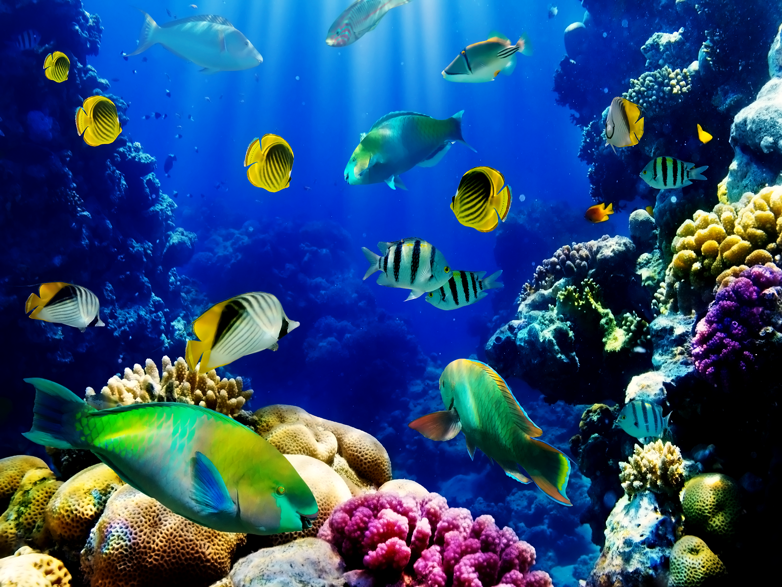 Korallenriff, Papageifisch, Tropische Fische, Unterwasser, Blau, HD, iPad-Hintergrundbild