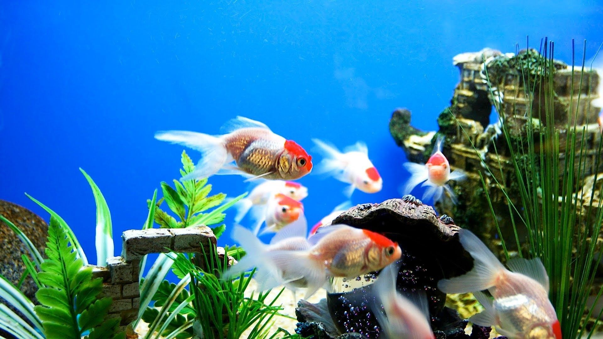Goldfische, Schleierschwanz, Aquariumdekoration, Wasserpflanzen, Blau, 1920x1080, Desktop-Hintergrund
