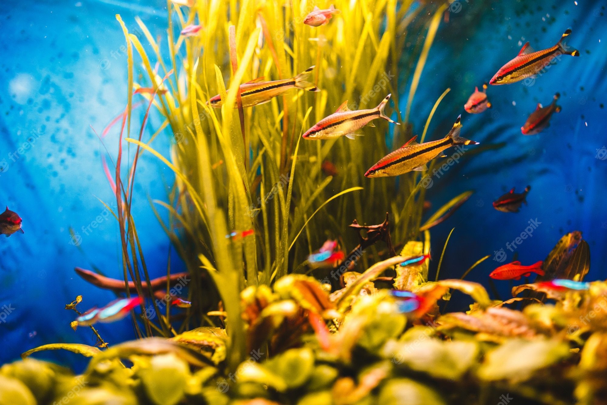 Wasserpflanzen, Salmler, Süßwasseraquarium, Gelbe Pflanzen, Blau, Full HD, Windows-Hintergrundbild
