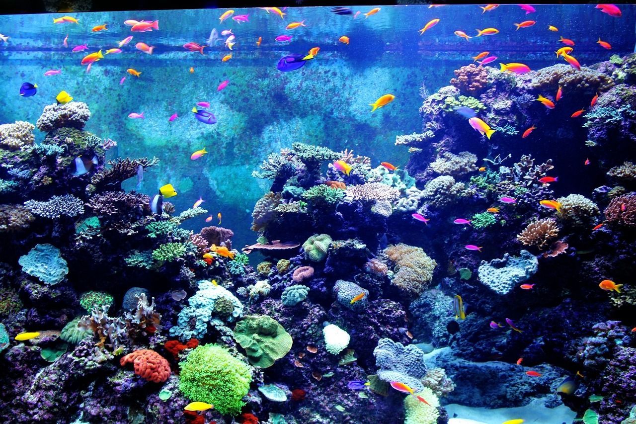 Korallenriff, Meerwasseraquarium, Fahnenbarsche, Bunte Korallen, Blau, HD, Windows-Hintergrundbild