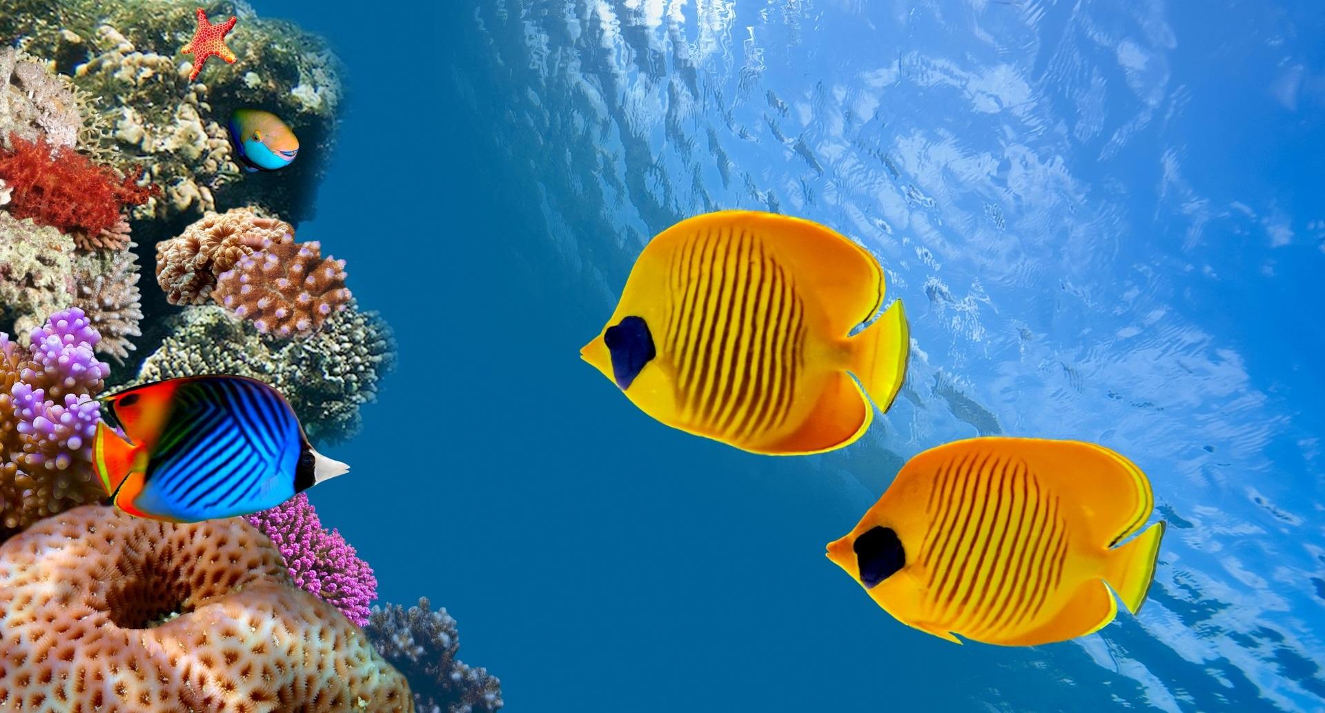 Falterfische, Korallenriff, Gelb, Unterwasser, Blau, Full HD, Desktop-Hintergrund für Windows