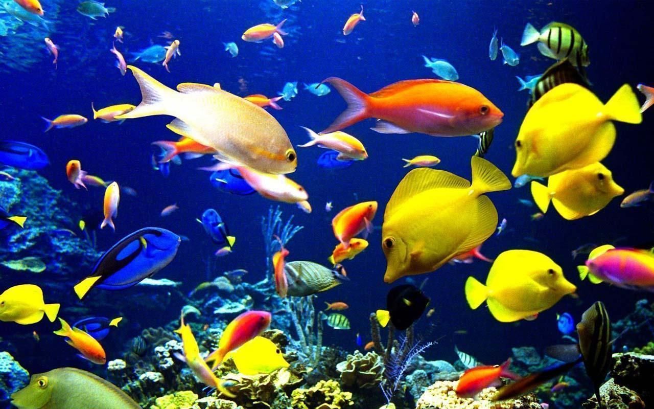 Doktorfische, Tropische Fische, Korallenriff, Bunte Fische, Gelb, HD, PC-Hintergrundbild