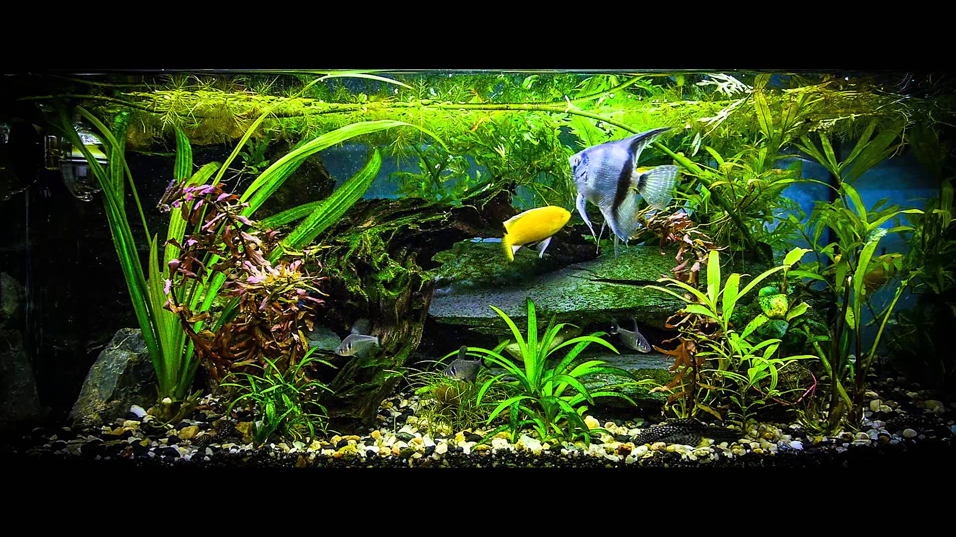 Süßwasseraquarium, Skalar, Wasserpflanzen, Steine, Schwarzer Hintergrund, Full HD Wallpaper