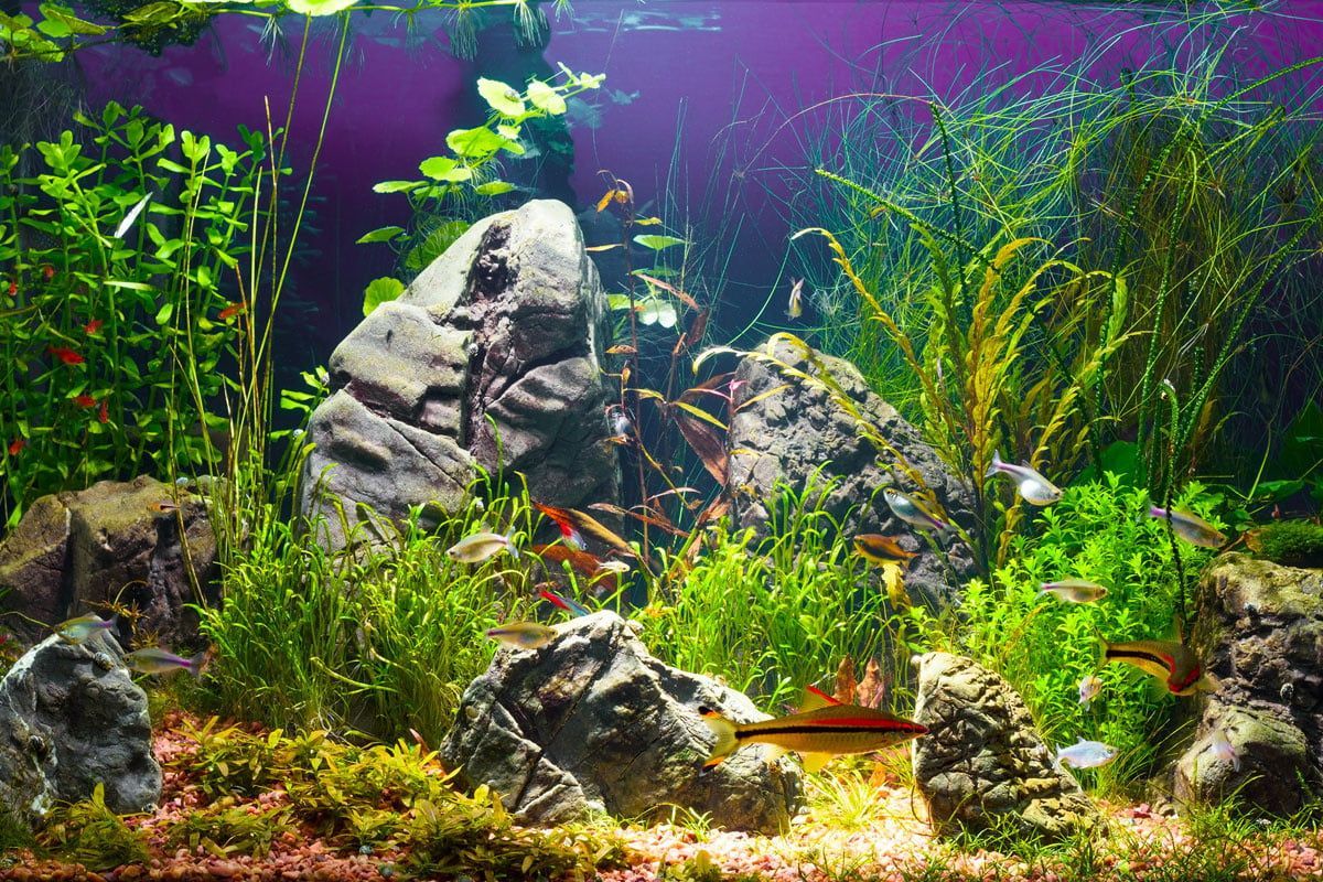 Pflanzenaquarium, Steine, Wasserpflanzen, Aquascaping, Grün, Hintergrundbild