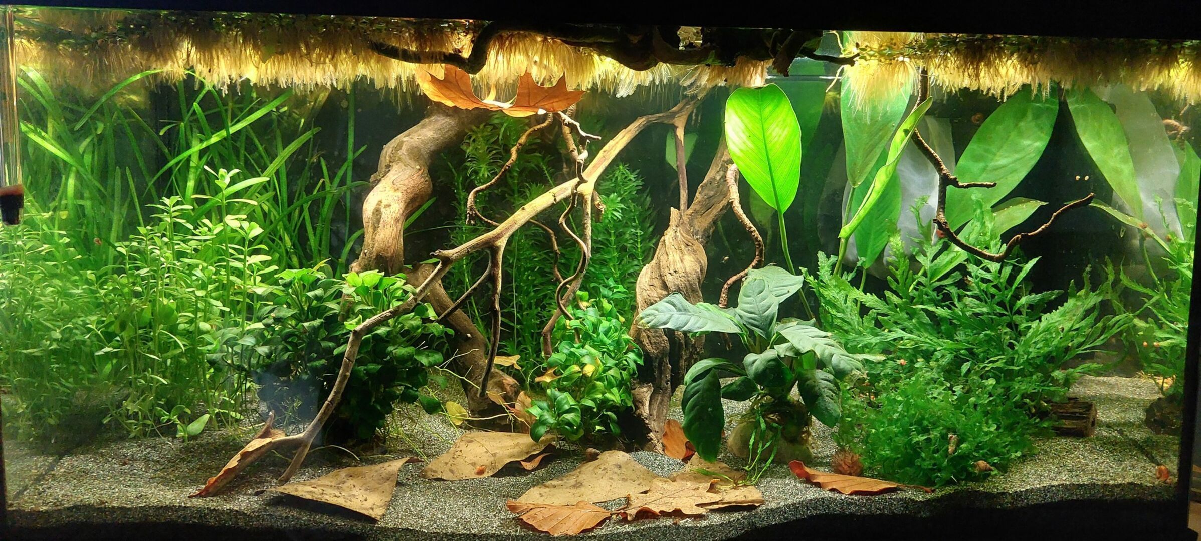 Süßwasseraquarium, Wurzelholz, Wasserpflanzen, Laub, Grün, Full HD, Laptop-Hintergrundbild