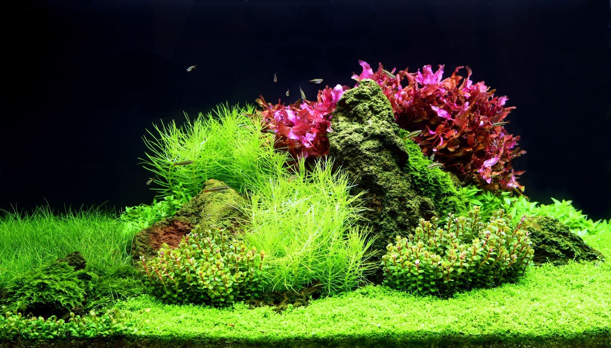 Aquascaping, Rote Pflanzen, Steine, Rasenpflanzen, Schwarzer Hintergrund, Full HD Wallpaper