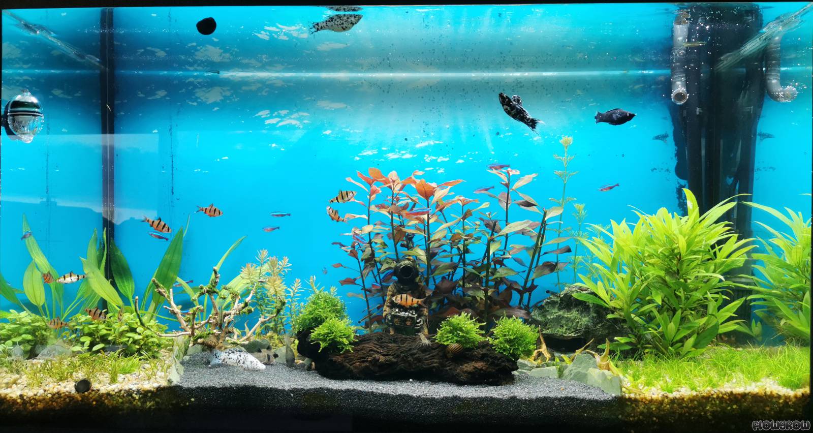 Pflanzenaquarium, Wasserpflanzen, Aquarienfische, Türkis, Süßwasseraquarium, HD-Desktop-Hintergrund