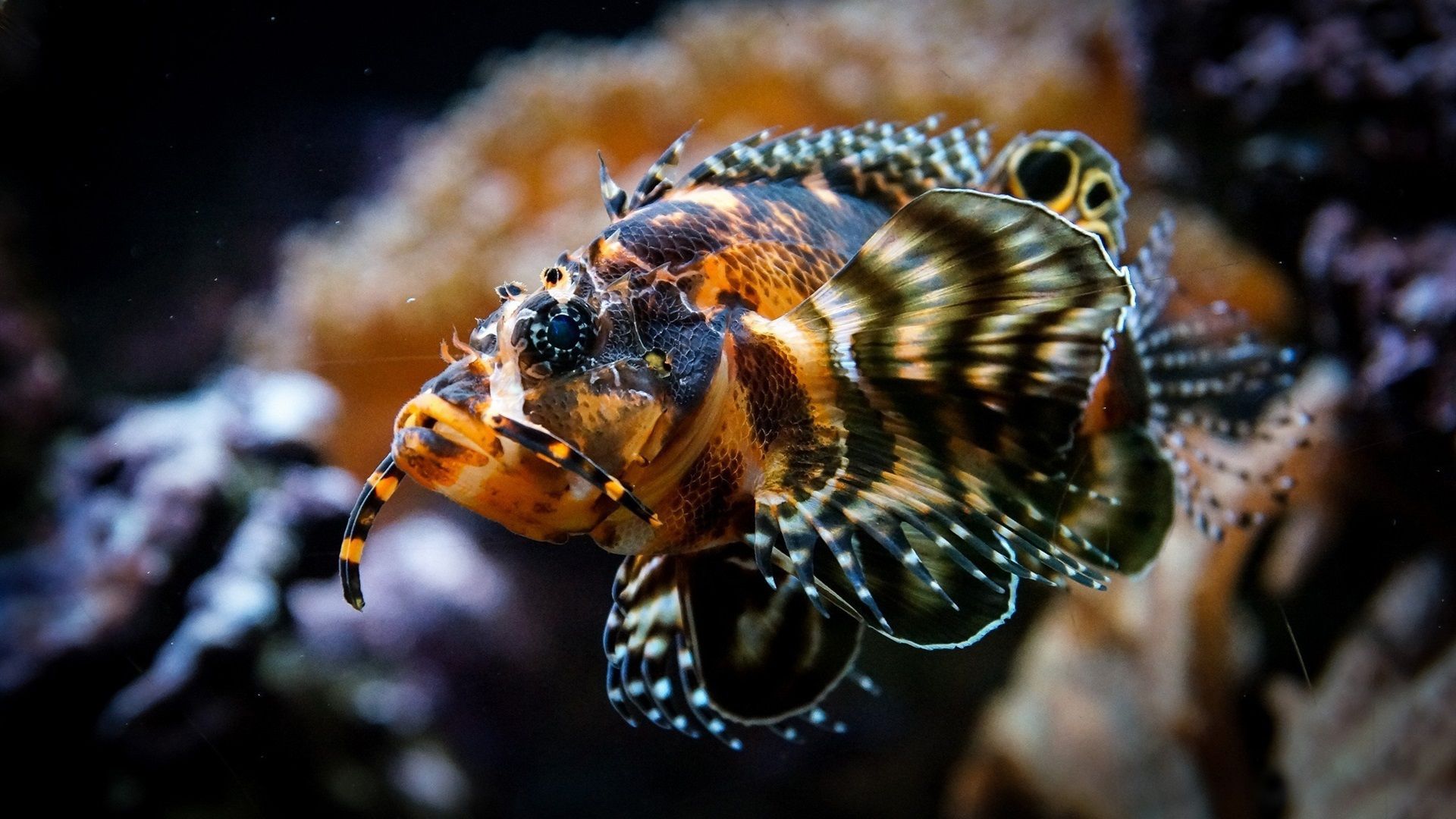Rotfeuerfisch, Nahaufnahme, Muster, Unterwasser, Dunkel, Full HD, Breitbild-Hintergrundbild