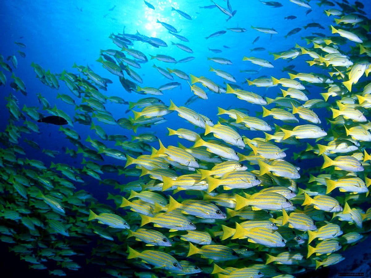 Fischschwarm, Gelbstreifen-Schnapper, Unterwasser, Blau, Ozean, Hintergrundbild fürs iPad