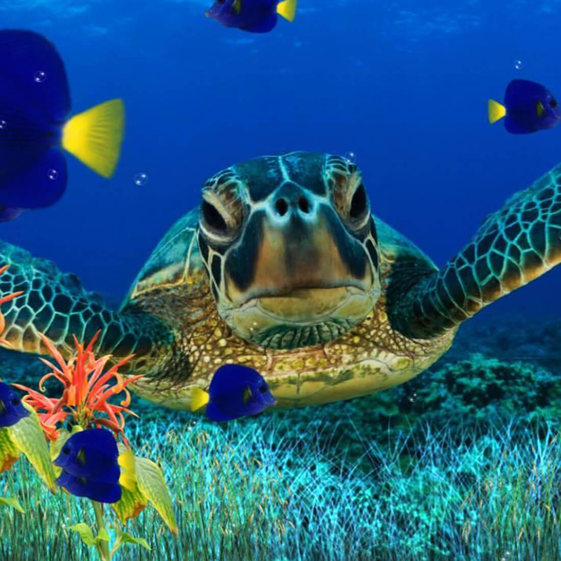 Meeresschildkröte, Seegras, Tropische Fische, Unterwasser, Blau, Hintergrundbild fürs Tablet