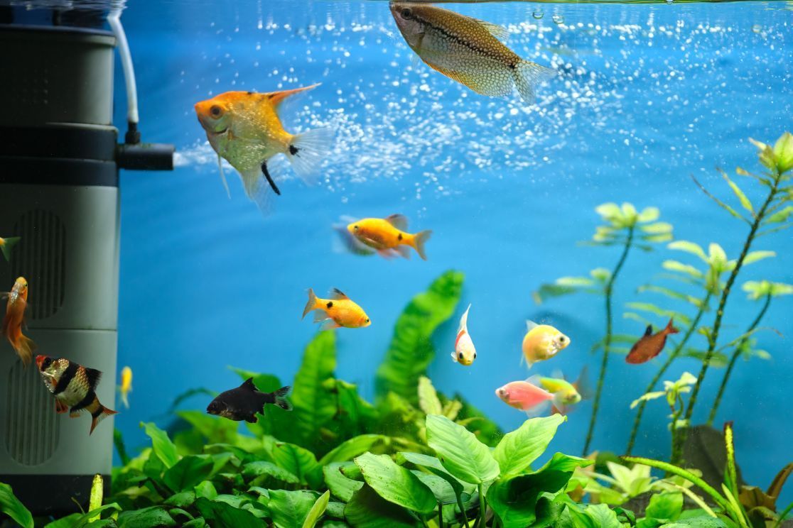 Aquarienfische, Wasserpflanzen, Filter, Luftblasen, Hellblau, Hintergrund