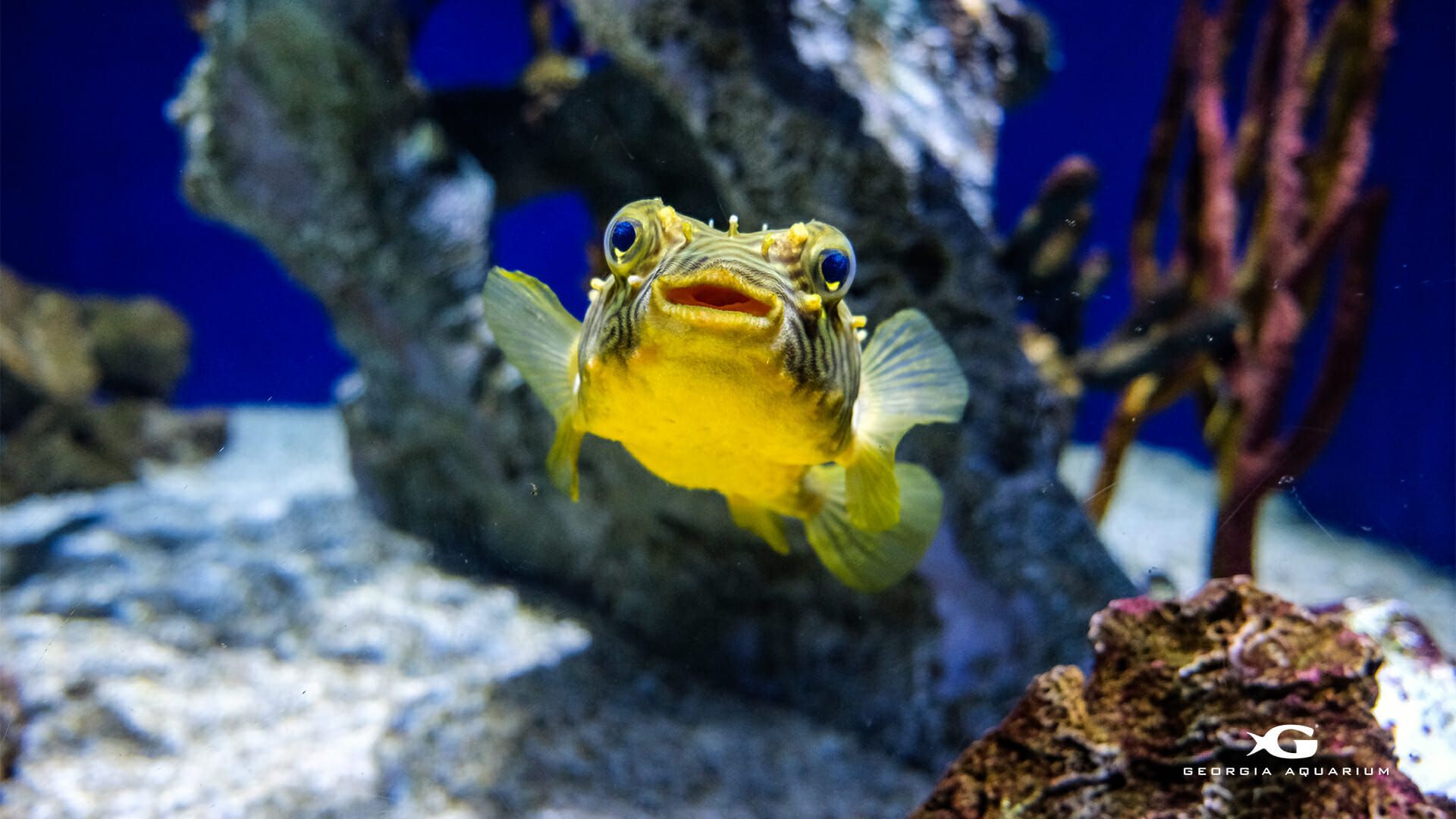 Kofferfisch, Gelb, Felsen, Unterwasser, Nahaufnahme, Full HD 1080p, Desktop-Hintergrundbild