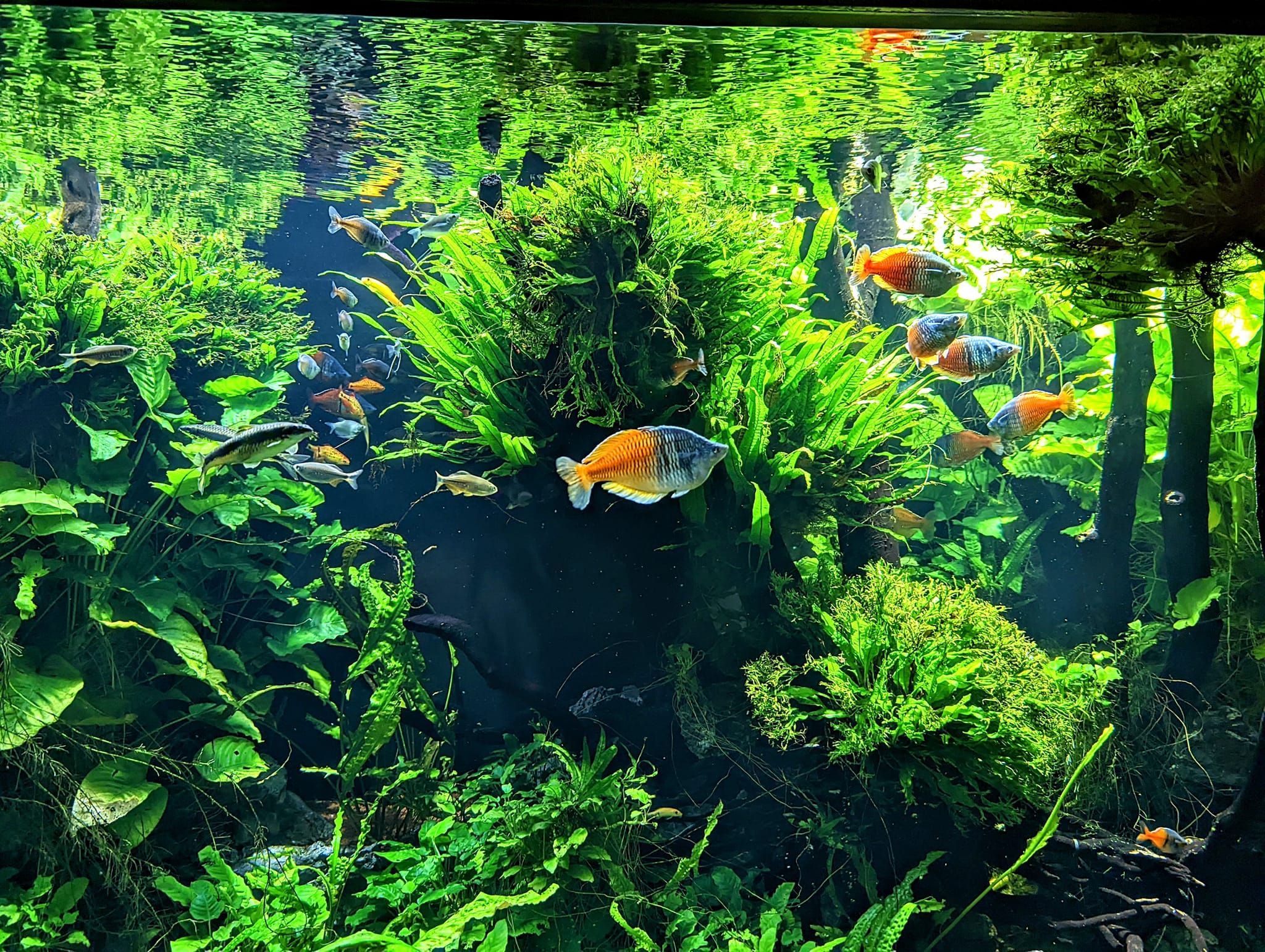 Pflanzenaquarium, Wasserpflanzen, Aquascaping, Grün, Kleine Fische, Full HD, Tablet-Hintergrund