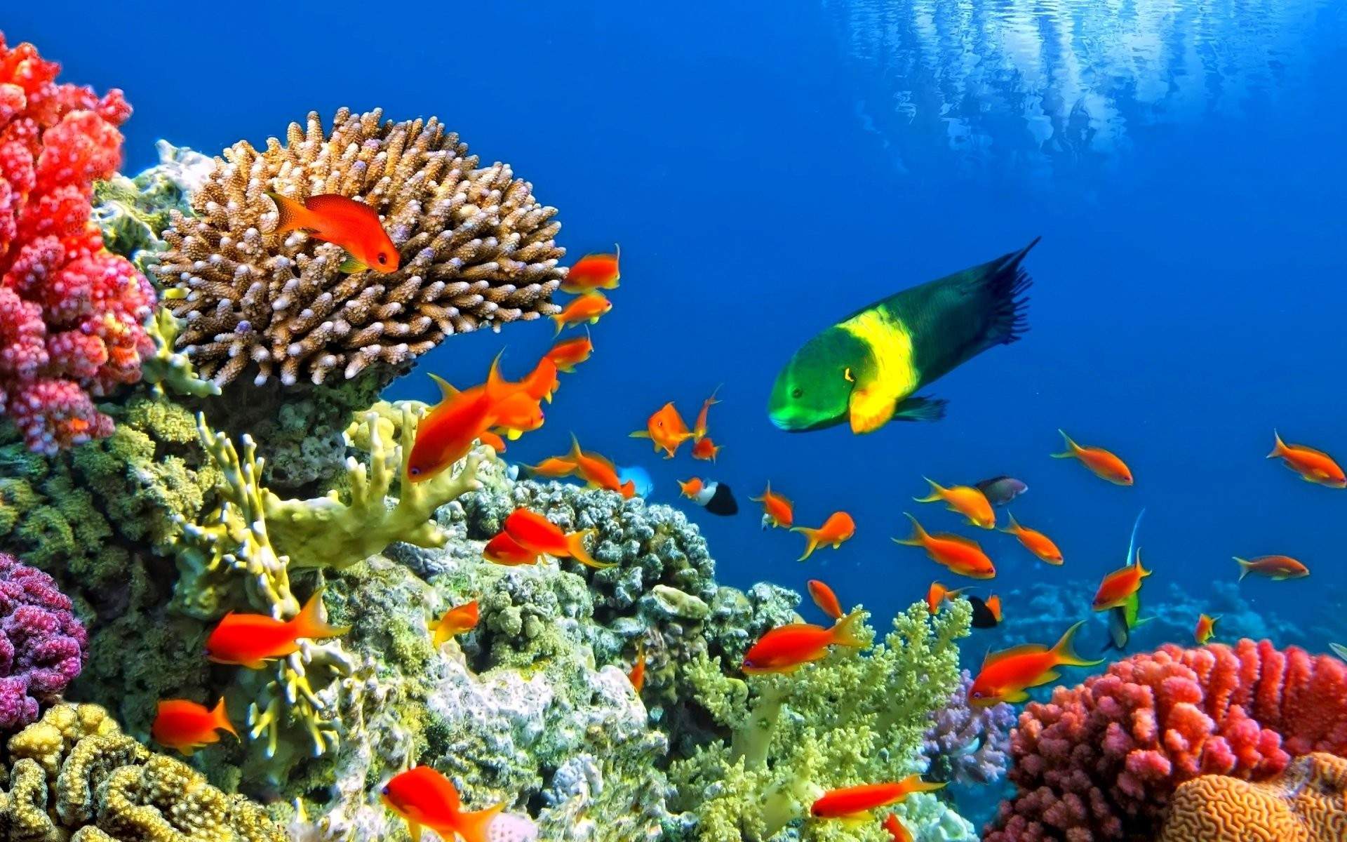 Korallenriff, Fahnenbarsche, Papageifisch, Tropische Fische, Blau, Full HD, MacBook-Hintergrundbild