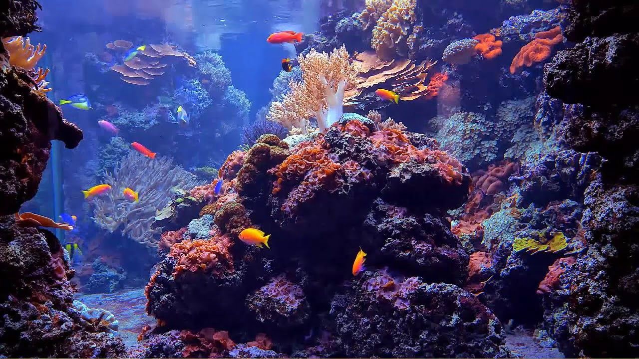 Korallenriff, Unterwasser, Dunkelblau, Fische, Großaquarium, HD, Laptop-Hintergrundbild