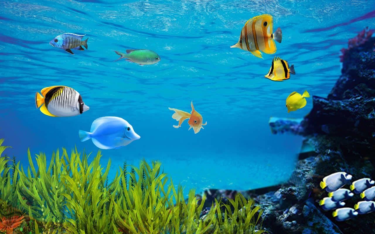 Falterfische, Tropische Fische, Seegras, Unterwasser, Blau, HD, Desktop-Hintergrund