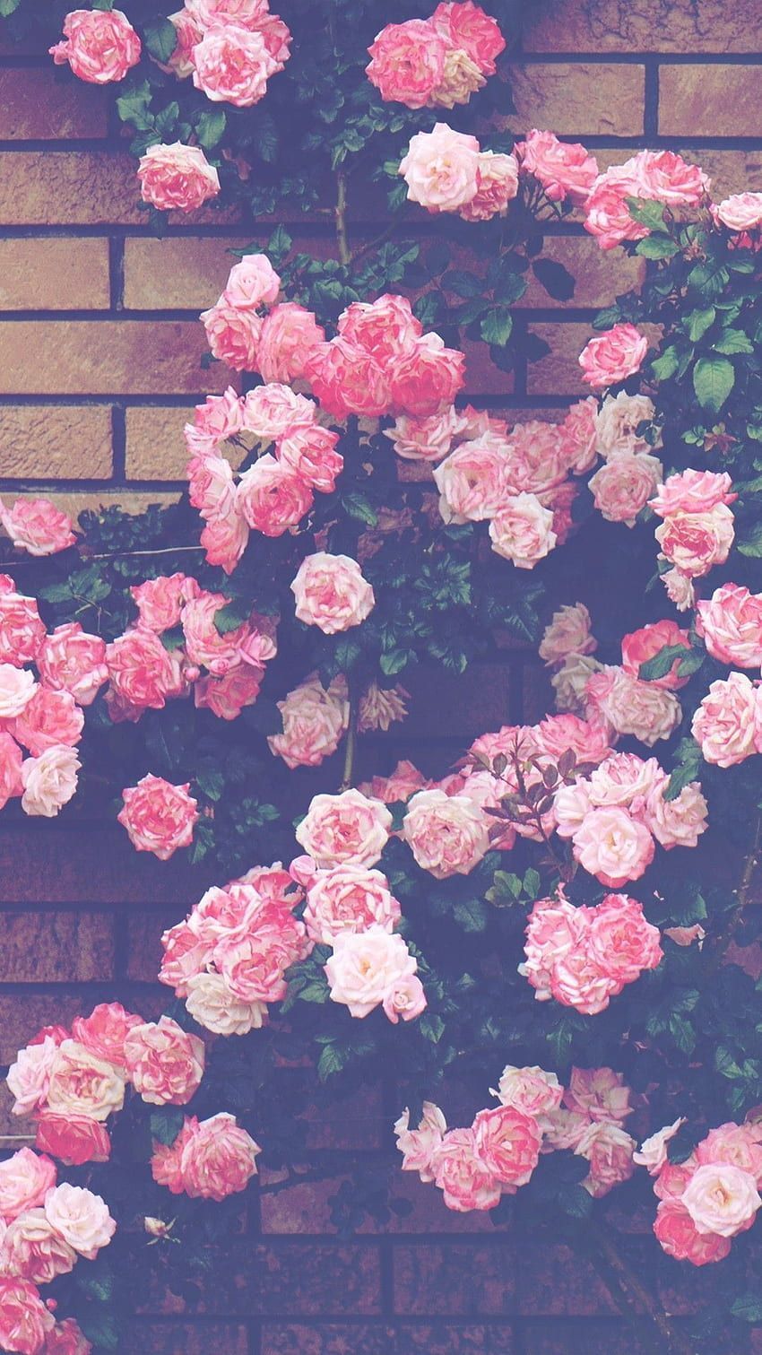 Kletterrosen, Rosa Rosen, Ziegelwand, Rosenranken, Romantisch, Hintergrundbild fürs Handy