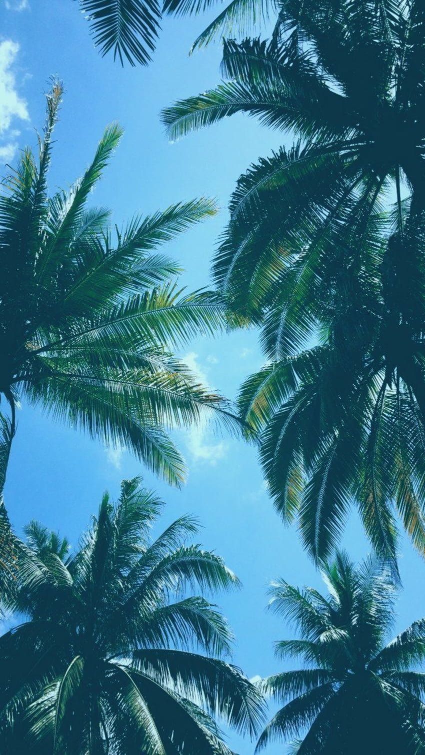 Palmen, Blauer Himmel, Froschperspektive, Tropen, Hochformat, Hintergrundbild fürs Smartphone