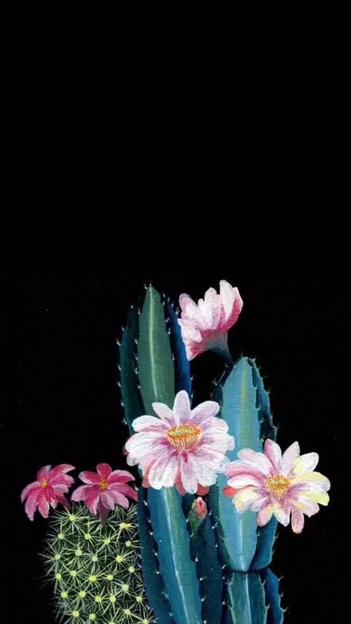 Kaktus, Kaktusblüten, Schwarzer Hintergrund, Wallpaper