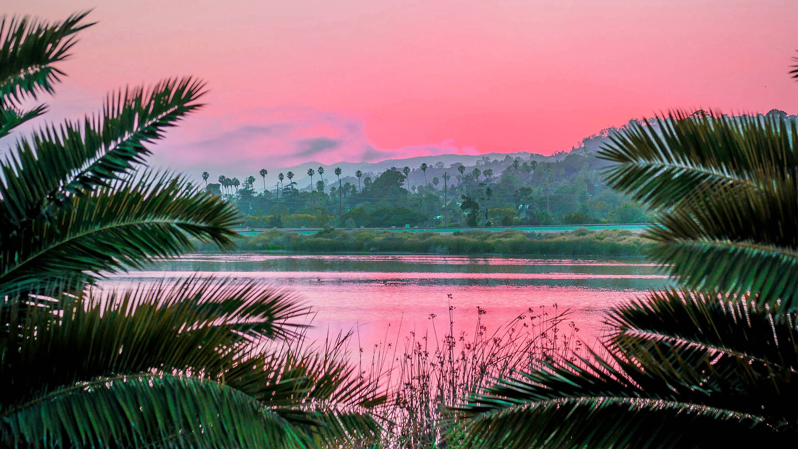 See, Palmblätter, Rosa Himmel, Tropen, Dämmerung, 2560x1440, 2K-Hintergrundbild für PC
