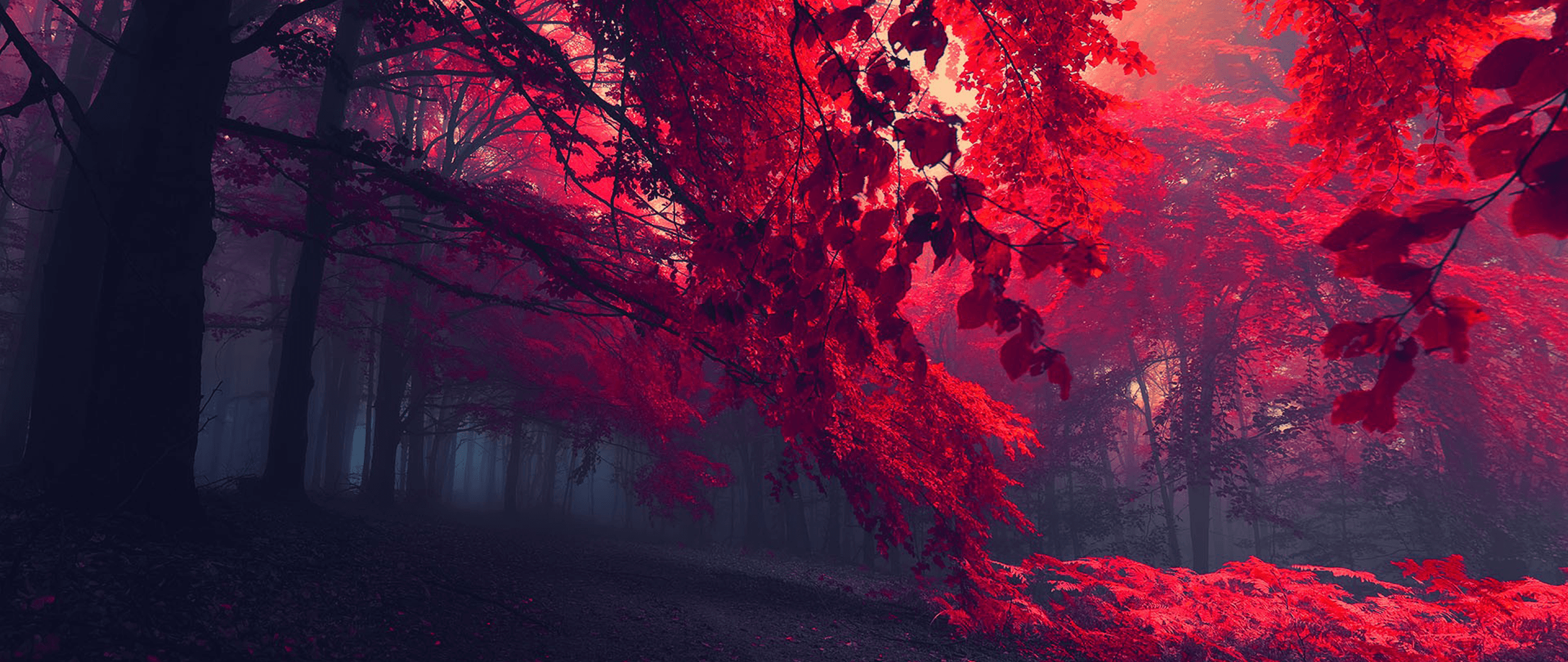 Wald, Rote Blätter, Herbst, Bäume, Mystisch, 2K, Hintergrundbild für den PC