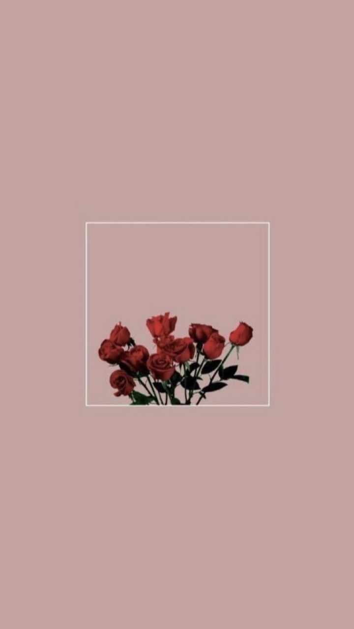 Rosen, Altrosa, Minimalistisch, Rahmen, HD, Hintergrundbild fürs Handy