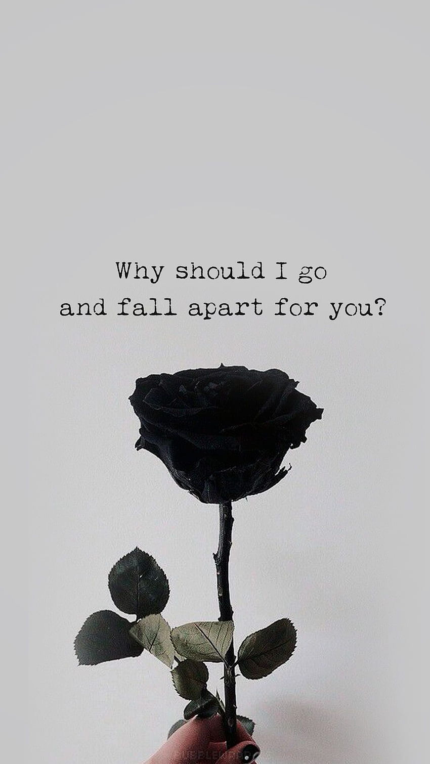 Schwarze Rose, Zitat, Hand, Grauer Hintergrund, Melancholie, Sperrbildschirm fürs iPhone