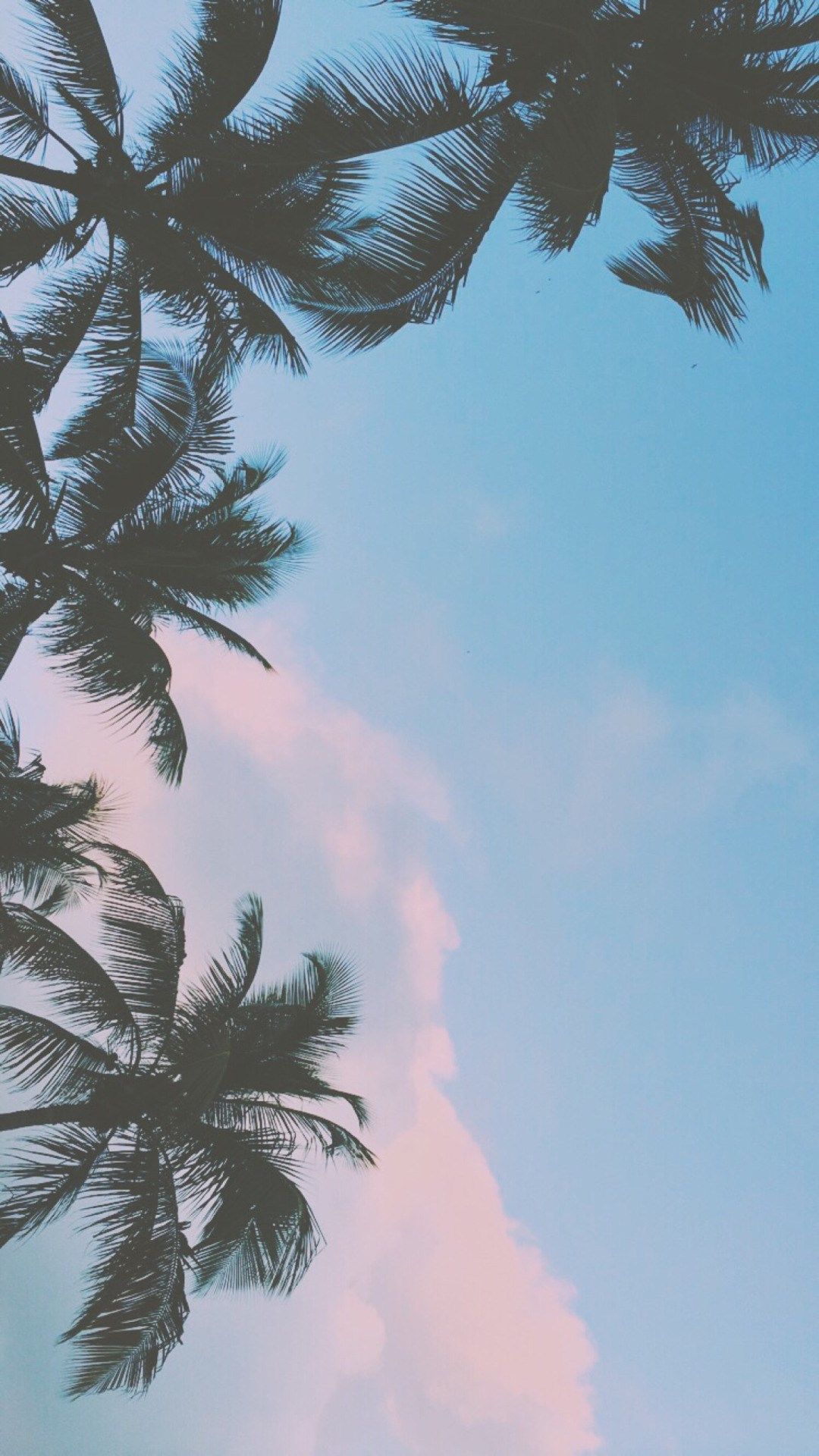 Palmen, Pastellhimmel, Froschperspektive, Full HD, Hintergrundbild fürs Handy