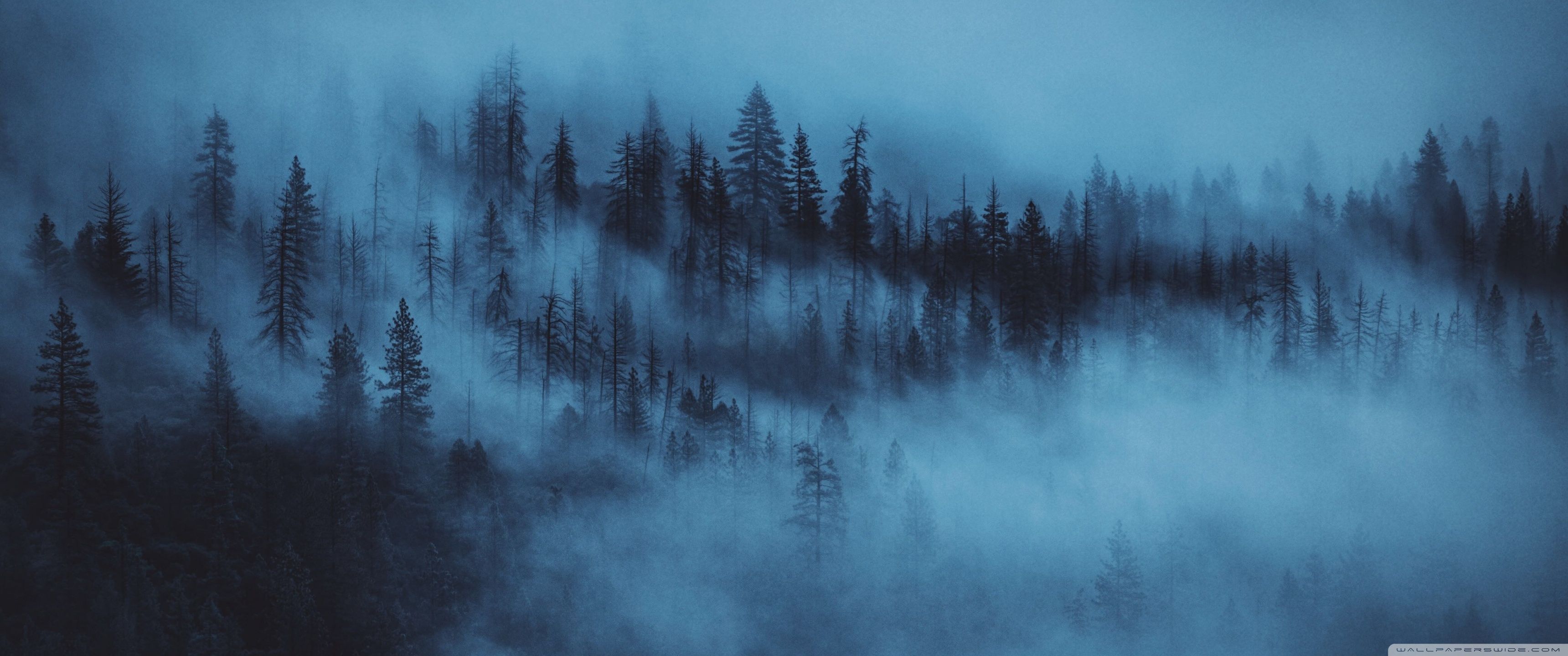 Nebel, Wald, Tannen, Blau, 21:9, 2K-Hintergrundbild für den Desktop