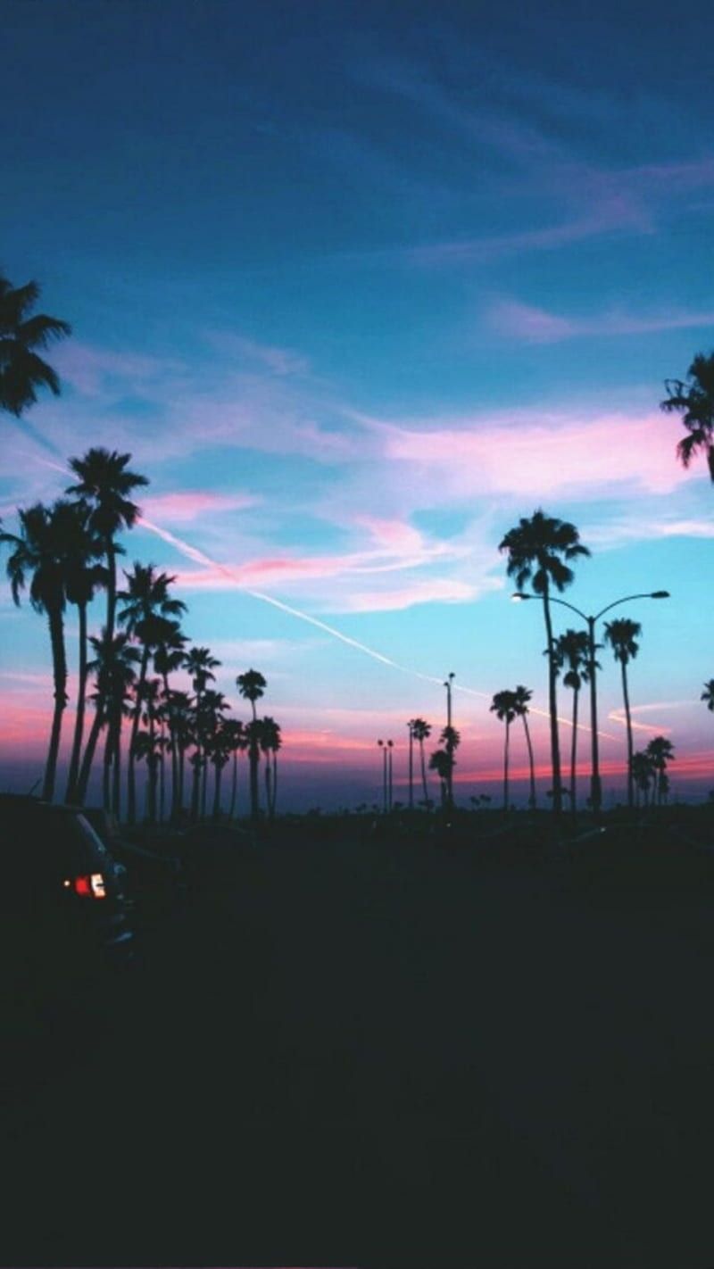 Palmen, Silhouette, Abendhimmel, Rosa Wolken, HD, Hintergrundbild fürs Handy