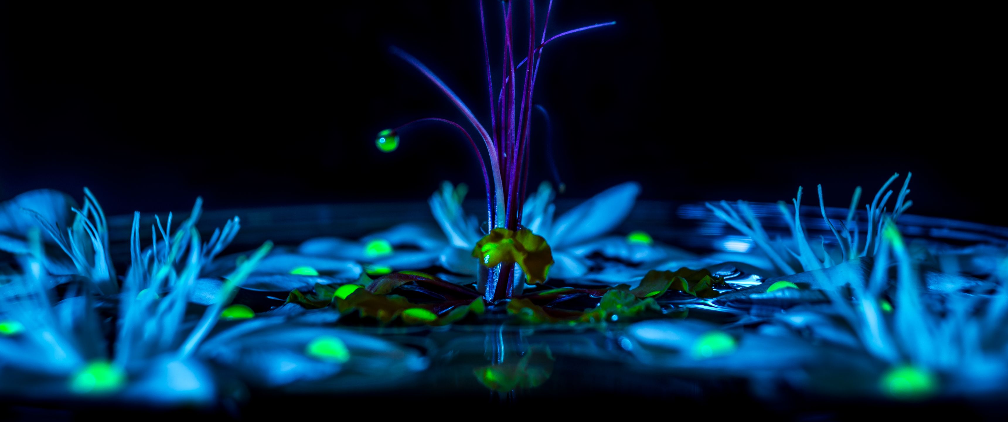 Pflanzen, Biolumineszenz, Leuchtend, Dunkel, Makro, 2K, Hintergrundbild für den PC