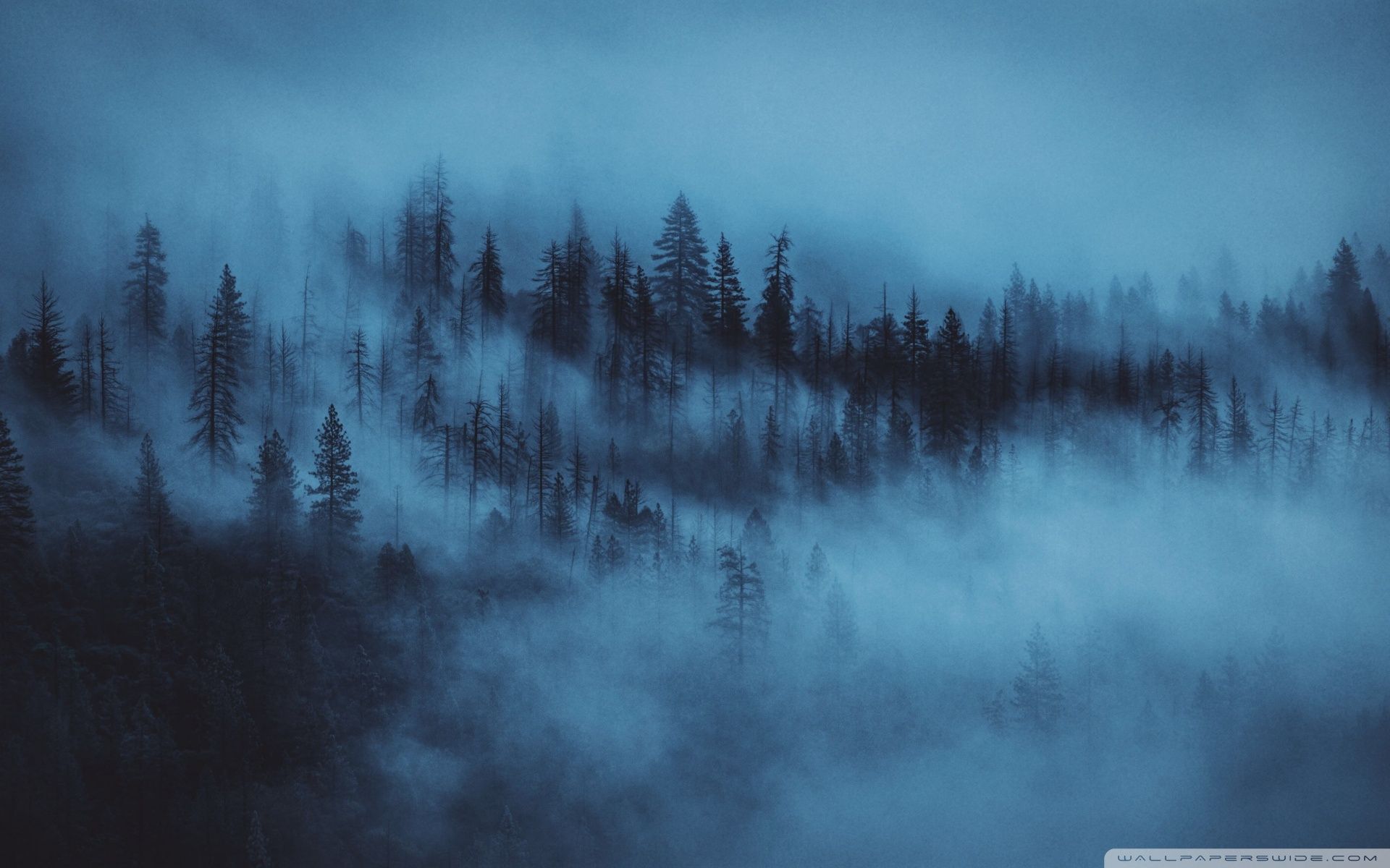 Nebel, Wald, Tannen, Blau, Mystisch, 16:10, Full-HD-Hintergrundbild für den Desktop