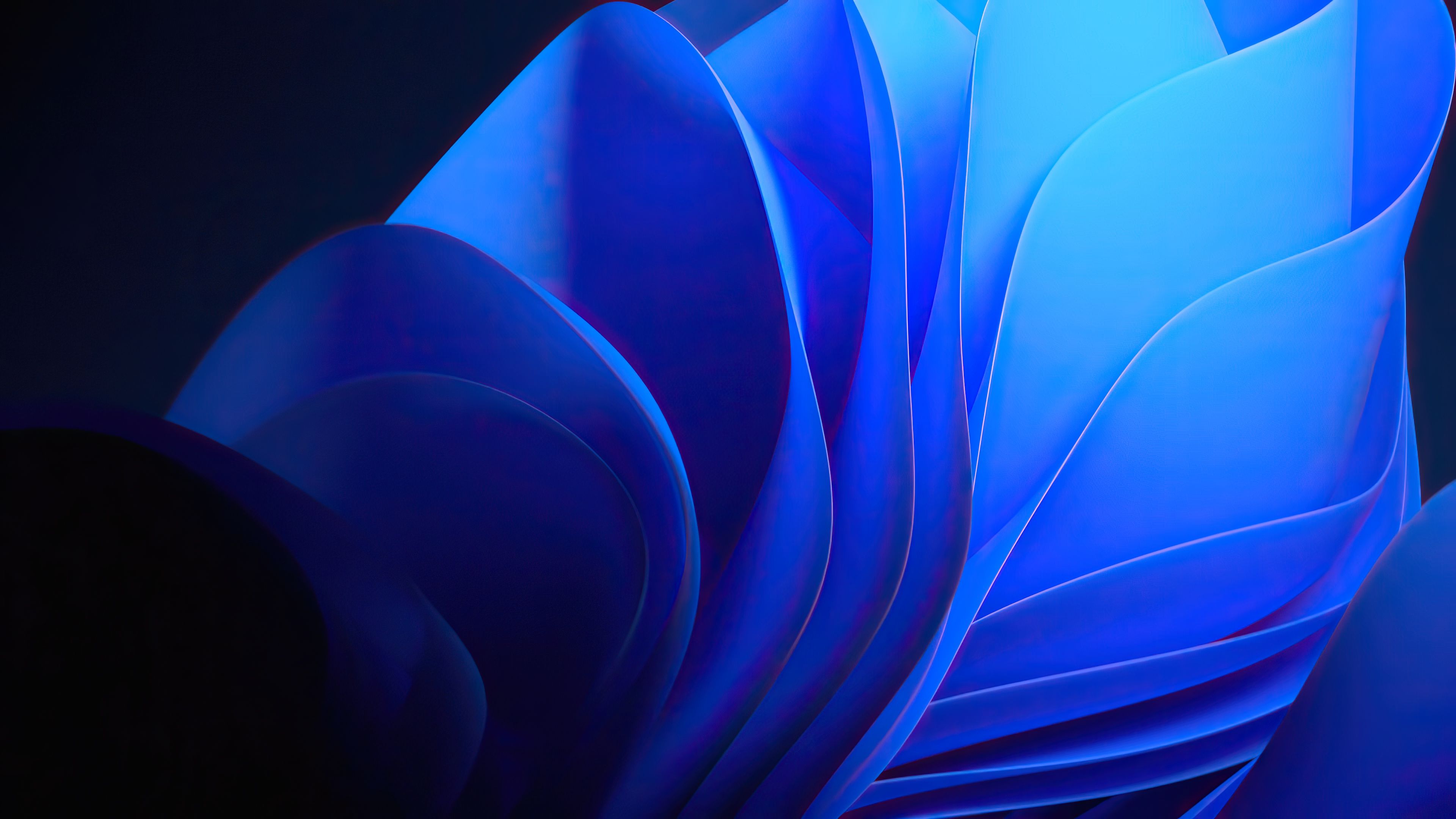 Windows 11, Bloom, Blaue Blätter, Abstrakt, Nahaufnahme, 4K, Breitbild-Hintergrundbild