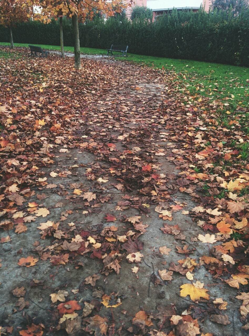 Herbstlaub, Park, Weg, Herbst, HD, iPad-Hintergrundbild