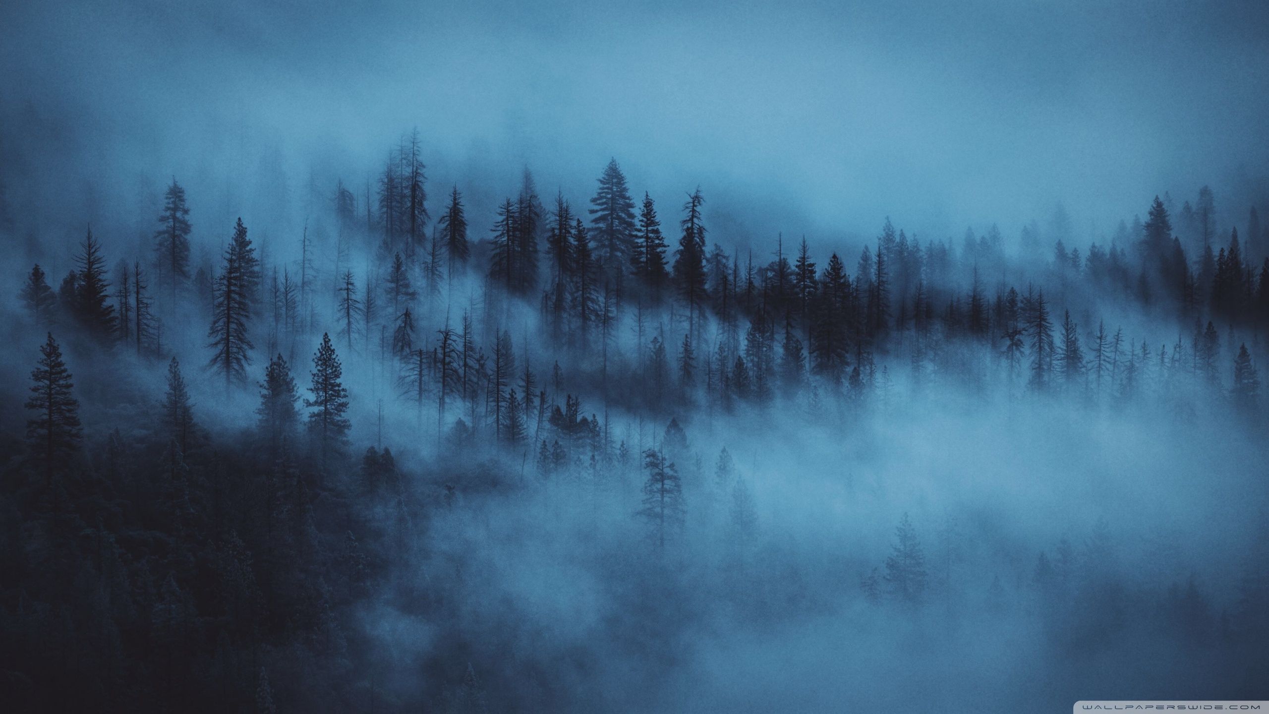 Nebel, Wald, Tannen, Blau, Mystisch, 16:9, 2K-Hintergrundbild für den Desktop