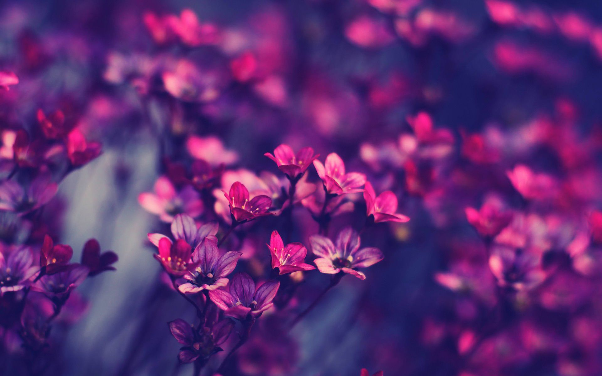 Blüten, Pink, Bokeh, Frühling, 16:10, Full-HD-Hintergrundbild für den Desktop