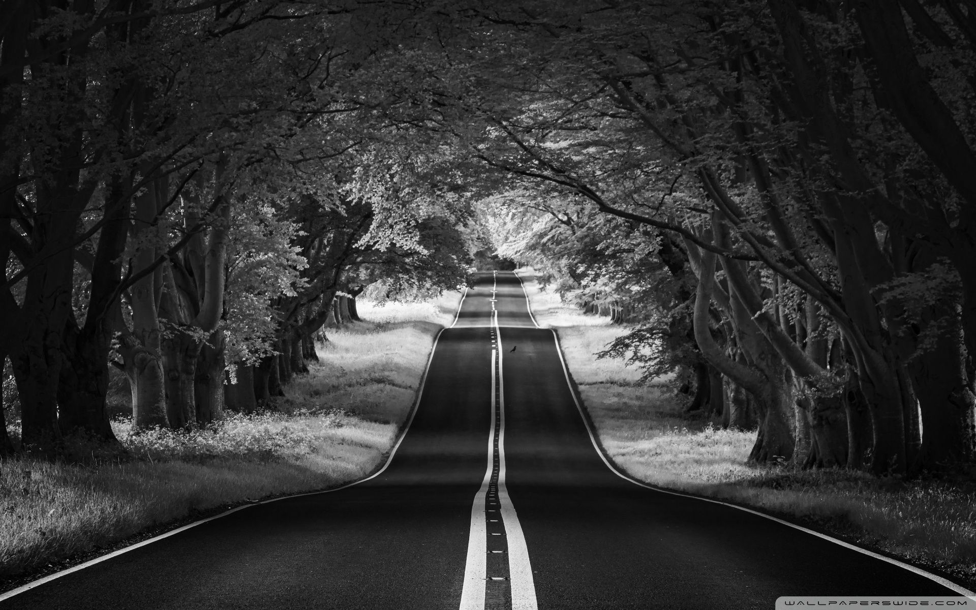 Allee, Straße, Bäume, Schwarz-Weiß, Full HD, Desktop-Hintergrund für Windows