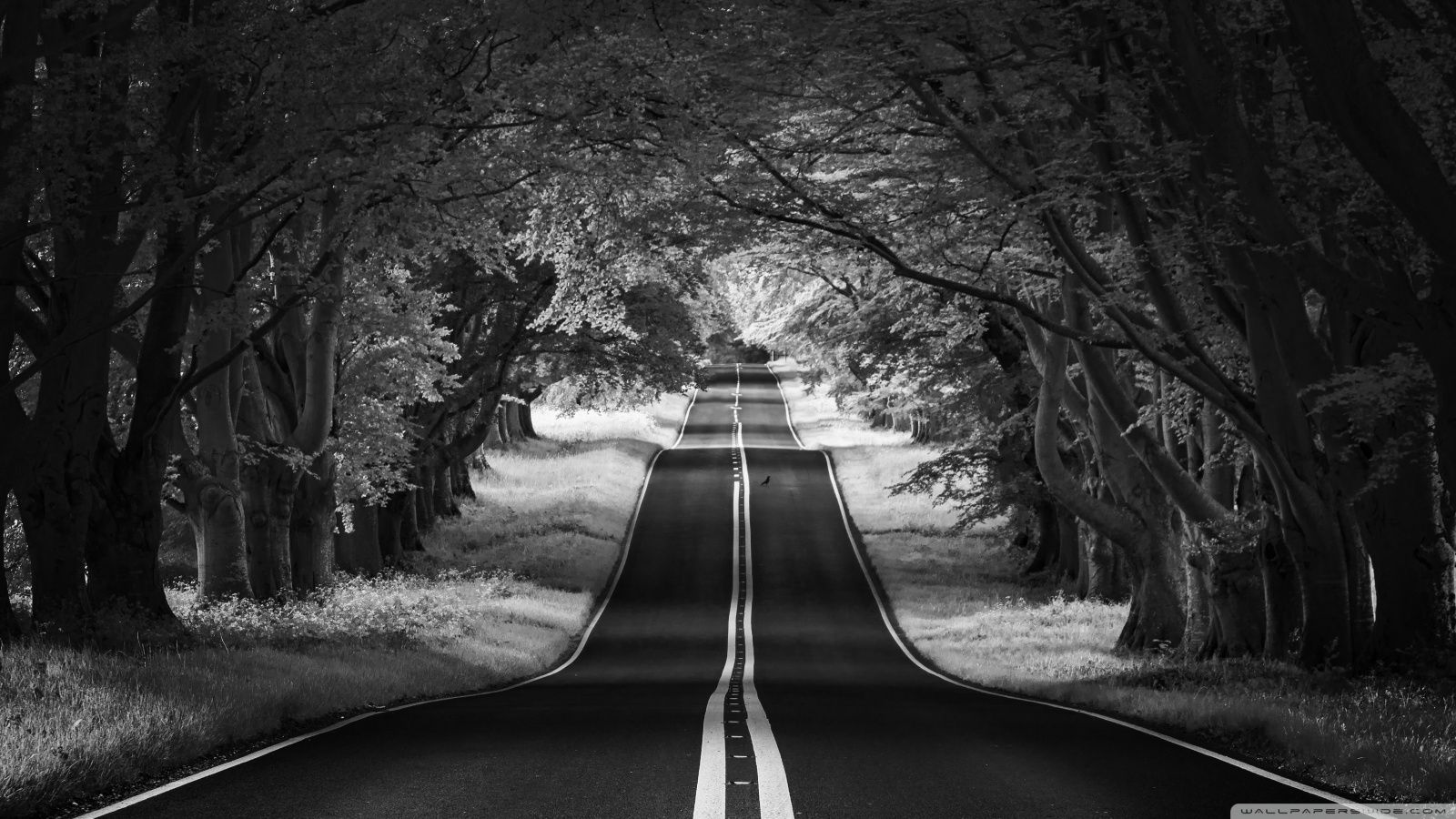 Allee, Straße, Bäume, Schwarz-Weiß, 16:9, HD-Hintergrundbild für den Desktop