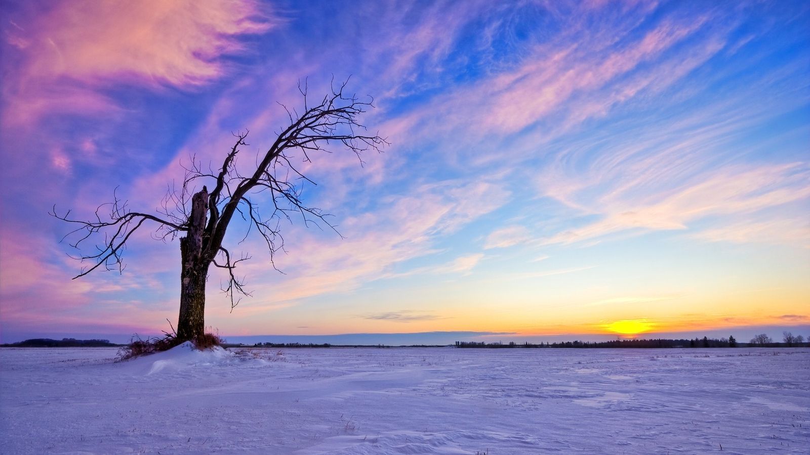 Baum, Schnee, Sonnenuntergang, Winter, Lila Himmel, HD, Hintergrundbild für den PC
